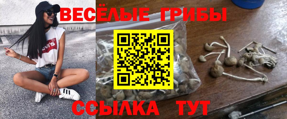 Галлюциногенные грибы Psilocybe  Псилоцибиновые грибы прущие грибы  Вход с VPN  Родники 